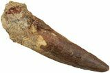 Fossil Spinosaurus Tooth - Real Dinosaur Tooth #234304-1